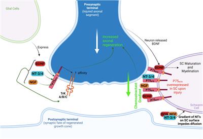 Bridging the gap of axonal regeneration in the central nervous system: A state of the art review on central axonal regeneration